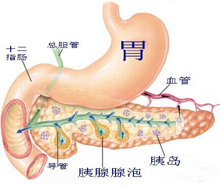 由乔布斯辞世谈胰腺癌与胰腺内分泌肿瘤
